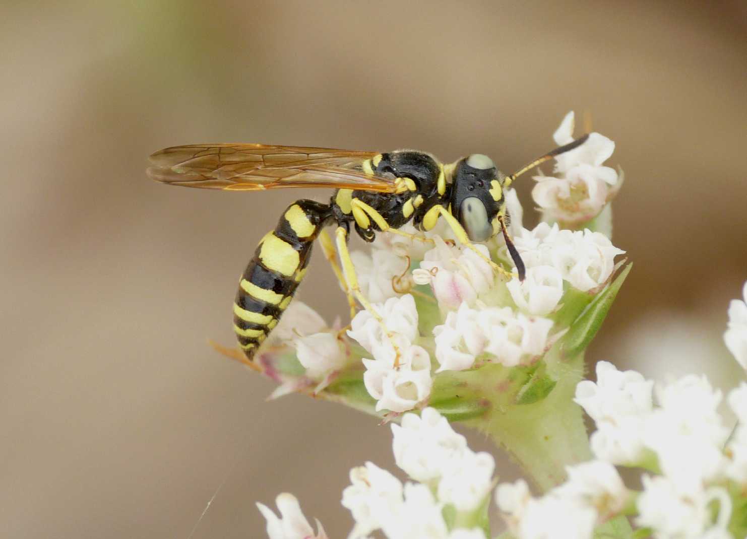 Philanthus venustus?